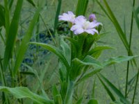 Epilobium parviflorum 5, Viltige basterdwederik, Saxifraga-Ed Stikvoort