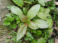 Epilobium roseum 3, Bleke basterdwederik, Saxifraga-Rutger Barendse