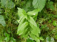 Epilobium roseum 4, Bleke basterdwederik, Saxifraga-Rutger Barendse