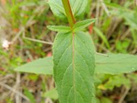 Epilobium tetragonum 11, Kantige basterdwederik, Saxifraga-Rutger Barendse