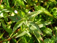 Epilobium tetragonum 14, Kantige basterdwederik, Saxifraga-Rutger Barendse