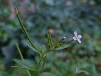 Epilobium tetragonum 3, Kantige basterdwederik, Saxifraga-Ab H Baas