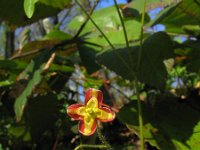 Epimedium alpinum 3, Epimedium, Saxifraga-Jasenka Topic