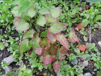 Epimedium alpinum 4, Epimedium, Saxifraga-Rutger Barendse