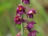 Epipactis atrorubens 11, Bruinrode wespenorchis, Saxifraga-Hans Dekker