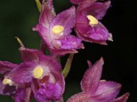 Epipactis atrorubens 12, Bruinrode wespenorchis, Saxifraga-Hans Dekker