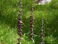 Epipactis atrorubens 13, Bruinrode wespenorchis, Saxifraga-Hans Dekker