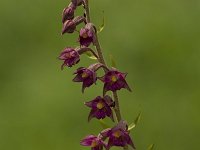 Bruinrode wespenorchis  Epipactus atrorubens