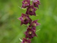 Epipactis atrorubens 18, Bruinrode wespenorchis, Saxifraga-Dirk Hilbers