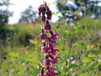 Epipactis atrorubens 21, Bruinrode wespenorchis, Saxifraga-Jeroen Willemsen