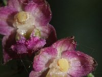 Epipactis atrorubens 22, Bruinrode wespenorchis, Saxifraga-Rutger Barendse