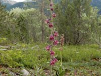 Epipactis atrorubens 28, Bruinrode wespenorchis, Saxifraga-Ed Stikvoort