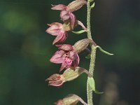 Epipactis atrorubens 4, Bruinrode wespenorchis, Saxifraga-Jan van der Straaten