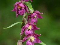 Epipactis atrorubens 8, Bruinrode wespenorchis, Saxifraga-Dirk Hilbers