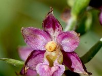 Epipactus atrorubens 31, Bruinrode wespenorchis, Saxifraga-Sonja Bouwman  Bruinrode wespenorchis - Epipactis atrorubens - Orchidaceae familie; Val Sinestra, Zernez (Zw)