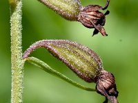 Epipactus atrorubens 33, Bruinrode wespenorchis, Saxifraga-Sonja Bouwman  Bruinrode wespenorchis - Epipactis atrorubens - Orchidaceae familie