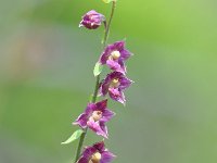 Epipactus atrorubens 34, Bruinrode wespenorchis, Saxifraga-Tom Heijnen