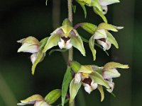 Epipactis helleborine 104, Brede wespenorchis, Saxifraga-Hans Dekker