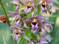 Epipactis helleborine 105, Brede wespenorchis, Saxifraga-Tom Heijnen