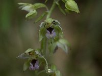 Epipactis helleborine 18, Brede wespenorchis, Saxifraga-Willem van Kruijsbergen