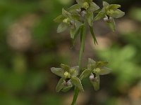 Epipactis helleborine 19, Brede wespenorchis, Saxifraga-Willem van Kruijsbergen