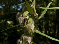 Epipactis helleborine 20, Brede wespenorchis, Saxifraga-Marijke Verhagen