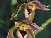 Epipactis helleborine 26, Brede wespenorchis, Saxifraga-Hans Dekker