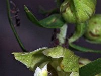 Epipactis helleborine 27, Brede wespenorchis, Saxifraga-Hans Dekker