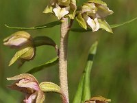 Epipactis helleborine 28, Brede wespenorchis, Saxifraga-Hans Dekker