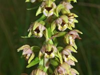 Epipactis helleborine 29, Brede wespenorchis, Saxifraga-Hans Dekker