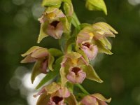 Epipactis helleborine 3, Brede wespenorchis, Saxifraga-Hans Dekker