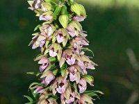 Epipactis helleborine 50, Brede wespenorchis, Saxifraga-Hans Dekker