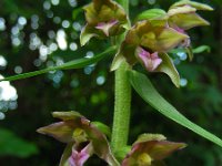 Epipactis helleborine 51, Brede wespenorchis, Saxifraga-Ed Stikvoort : jura2010