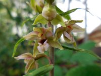 Epipactis helleborine 53, Brede wespenorchis, Saxifraga-Ed Stikvoort