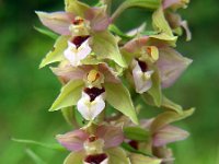 Epipactis helleborine 54, Brede wespenorchis, Saxifraga-Ed Stikvoort