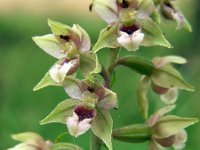 Epipactis helleborine 55, Brede wespenorchis, Saxifraga-Ed Stikvoort