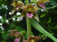 Epipactis helleborine 57, Brede wespenorchis, Saxifraga-Ed Stikvoort : jura2010