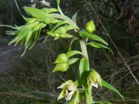 Epipactis helleborine 60, Brede wespenorchis, Saxifraga-Rutger Barendse