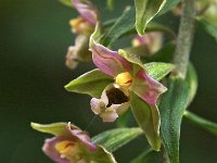 Epipactis helleborine 65, Brede wespenorchis, Saxifraga-Hans Dekker