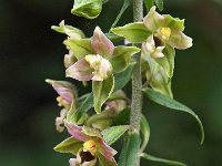 Epipactis helleborine 66, Brede wespenorchis, Saxifraga-Hans Dekker