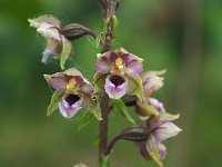 Epipactis helleborine 90, Brede wespenorchis, Saxifraga-Hans Dekker