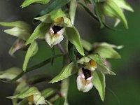 Epipactis helleborine 91, Brede wespenorchis, Saxifraga-Hans Dekker