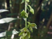 Epipactis helleborine 92, Brede wespenorchis, Saxifraga-Hans Dekker