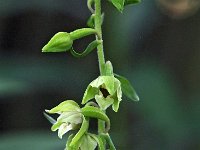 Epipactis helleborine 94, Brede wespenorchis, Saxifraga-Hans Dekker