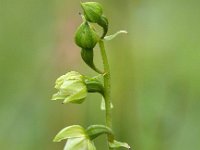 Epipactis helleborine ssp neerlandica 102, Duinwespenorchis, Saxifraga-Hans Dekker