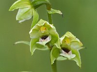 Epipactis helleborine ssp neerlandica 103, Duinwespenorchis, Saxifraga-Hans Dekker