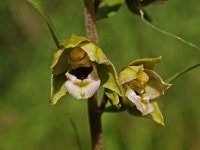 Epipactis helleborine ssp neerlandica 14, Duinwespenorchis, Saxifraga-Hans Dekker