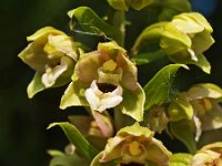 Epipactis helleborine ssp neerlandica 15, Duinwespenorchis, Saxifraga-Hans Dekker