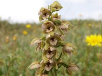 Epipactis helleborine ssp neerlandica 37, Duinwespenorchis, Saxifraga-Hans Dekker