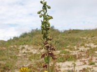 Epipactis helleborine ssp neerlandica 38, Duinwespenorchis, Saxifraga-Hans Dekker